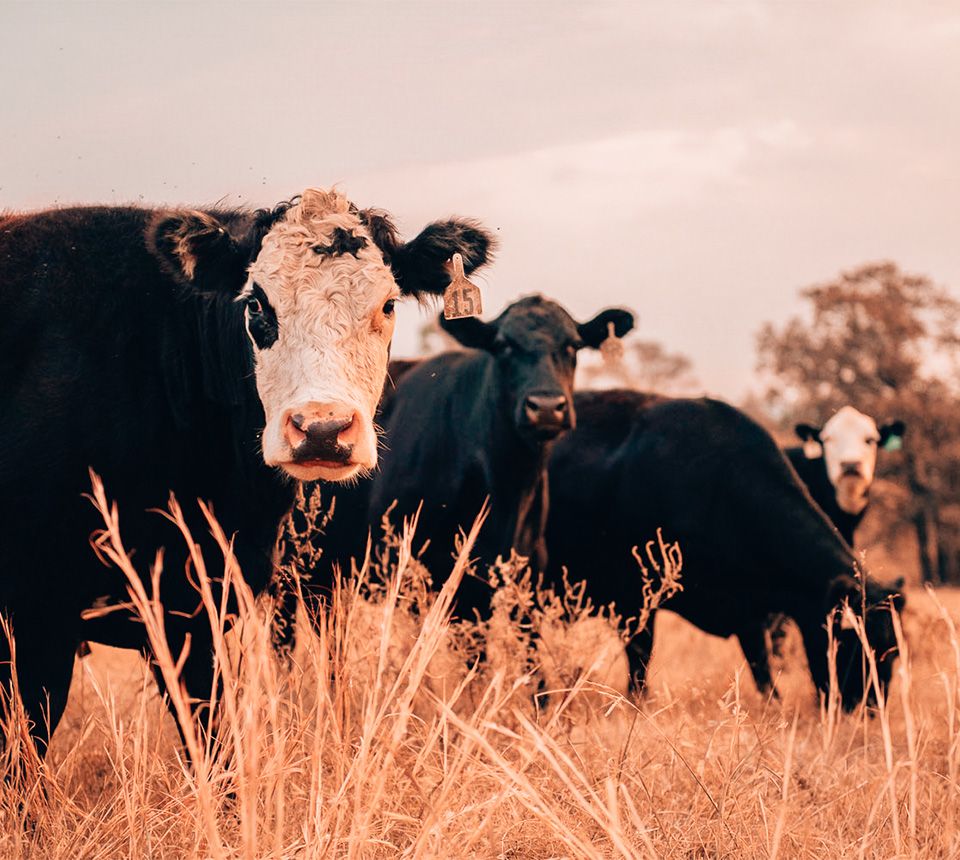cherokee cattle
